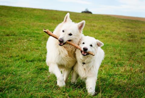 Dogs with stick