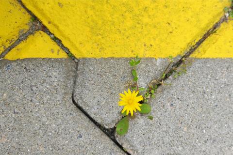 Dandelion weed grows between bricks in the pavement