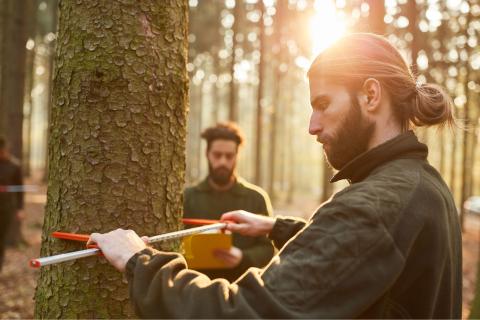 Two men measure a tree in a forest