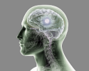 Brain